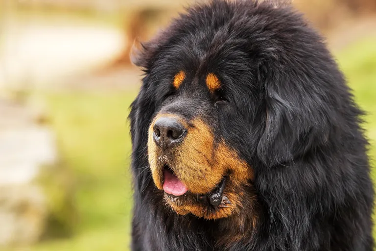 Tiibeti mastiff